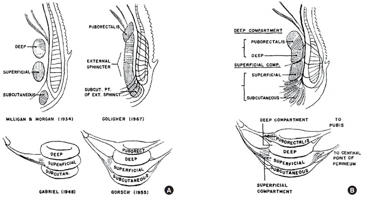 Locations of the rectum in the pelvic cavity and of the normal